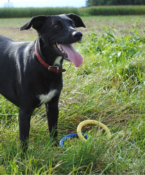 lab hound mix temperament.